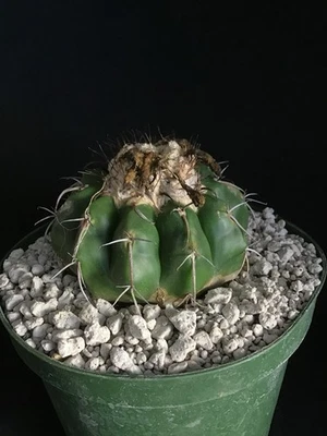 Discocactus crystallophilus Cactus Foto 1 de 4