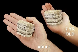 TRAVERTINE 2" 4-7 Oz Rocks and Minerals Specimen Root Chakra Healing Crystal  - Picture 1 of 3