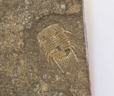 Trilobit, Diacanthaspis minuta, Silur, Ludlow, Kosov Quarry, Beroun, CZE -m152 - Bild 1 von 4