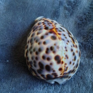 Tiger Cowrie Shell (Cypraea tigris) 8 cm, Brillante, Excelente Estado - Imagen 1 de 10