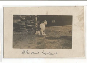 RPPC PM DERRY NEW HAMPSHIRE CAT KITTEN WHO SAID LOBSTER REAL PHOTO POSTCARD 1907 - Picture 1 of 1