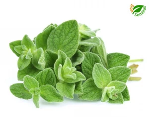 Oregano ( Origanum vulgare ) 1 gr / 7.000 semillas - orégano Aromaticas Huerta - Imagen 1 de 2