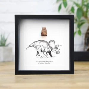Caja de dientes e ilustración Triceratops Horridus marco dinosaurio fósil decoración del hogar - Imagen 1 de 4