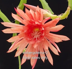 Epiphyllum Seeds ('Royal Heir' X 'Kiwi Crystal Palace') Orchid Cactus Seeds - Picture 1 of 10