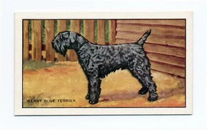 KERRY BLUE TERRIER GALLAHER 1936 HUNDE EINE SERIE HUND ZIGARETTENKARTE #48 - Bild 1 von 2