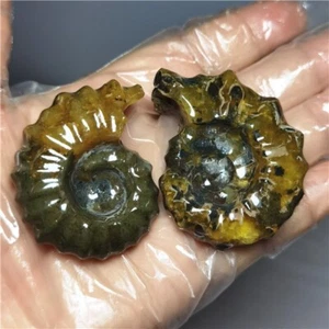 114g  Ammonite specimens of natural conch from "goat's horn" of Madagascar  L770 - Picture 1 of 10