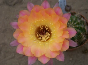 Echinopsis Híbrido Echinopsis " US17.2020 " 1,9cm x 2,1cm - Imagen 1 de 2