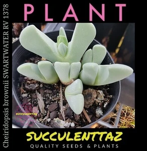 Cheiridopsis brownii SWARTWATER RV mesemb succulent multi head LIVING STONE fam - Picture 1 of 3
