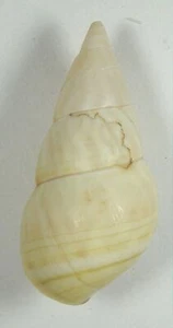 LIGUUS FLAMMELLUS BERMUDEZEI 43.70mm SUPER CHOICE RARE SPECIMEN Viñales, Cuba - Picture 1 of 4