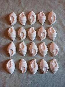 20 Plaster Of Paris Planaxidae, Mollusk Shells - Picture 1 of 1