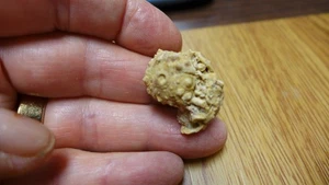 GEOLOGICAL ENTERPRISES Jurassoc Fossil echinoid Hemicidaris lucensis France - Picture 1 of 5