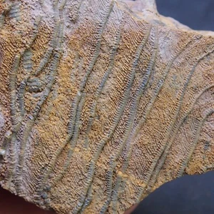 Mahoumacrinus sp. Scyphocrinites elegants Crinoid Devonian Fossil - Picture 1 of 7