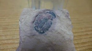 GEOLOGICAL ENTERPRISES Cambrian Fossil Trilobite Modocia sp. Utah - Bild 1 von 6