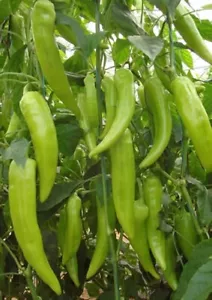 Griechische Peperoni Paprika Chili 30+ Samen - Bild 1 von 2