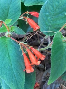 Kohleria sp. | 250 Seeds - Picture 1 of 8