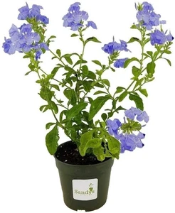 Plumbago auriculata Imperial Blue 4 Inch pot - Picture 1 of 9