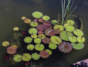 Raindrops on Lily Pads Note Cards, Set of 9 Note Cards w/envelopes, NEW - Picture 1 of 1