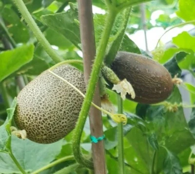 Little Potato Cucumber  (ক্ষিরা) Heirloom Vegetable Indian/Bangladeshi OZ Grown - Image 1 of 4