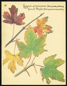 Edith Holden FALL LEAVES, SYCAMORE and MAPLE vintage repro 1906 botanical print - Picture 1 of 3