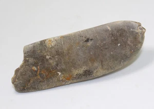 Belemnit, Duvalia emerici, gesso, Valangin, Barret le Bas, Francia -eb7375 - Foto 1 di 6