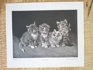 QUATTRO GATTINI-ADAM.VTG 12"x10" PRINT INCISIONE PERRY.EX-LIB ADESIVO SUL RETRO*PPB - Foto 1 di 4
