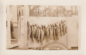 Vintage Postcard Photo A large catch of fish,  Longbow Lake in Kenora, Ontario - Picture 1 of 2