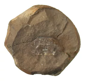 Karbon Pfeilschwanz-Krebs Euproops sp. Sosnowiec Polen Top Rarität 76-1 - Bild 1 von 2