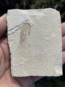 Carpopenaeus callirostris fossil shrimp ,Lebanon, Middle East, Cretaceous Period - Picture 1 of 9