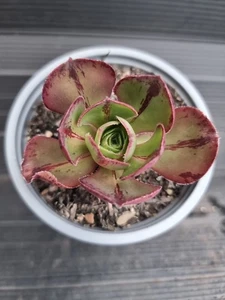 Aeonium 'Marnier Lapostolle' ***((( LOVELY COLOURS )))*** - Picture 1 of 3
