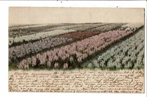 CPA-carte postale-Pays Bas-Haarlem-Hijacinthenvelden 1901 VM23212br - Picture 1 of 2