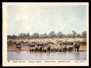 Tarjeta de vida silvestre africana c.1960 holandesa - rebaño de elefantes no. 41 - Imagen 1 de 2