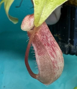 Nepenthes Smilesii X Ventricosa - Picture 1 of 3