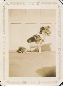 Schnappschuss Vintage Foto keuchend lächelnd Hund sitzend Geschirr süß Tier Haustier Welpe - Bild 1 von 6