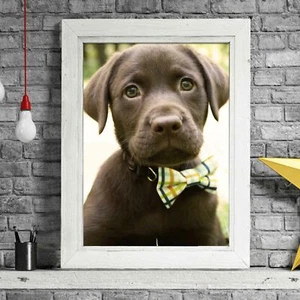CHOC LABRADOR PUPPY DOG - Poster Picture Print Sizes A5 to A0 **FREE DELIVERY** - Photo 1/14