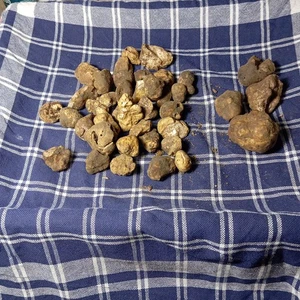 Tartufo Bianco d'Alba Fresco  Tuber Magnatum Pico 30 gr Tondello - Foto 1 di 8