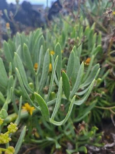 300 CRITHMUM MARITIMUM Seeds (Rock Samphire) | NON-GMO | Free shipping | Annual - Picture 1 of 3