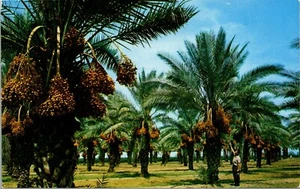 Vtg Ripening Date Groves Arizona AZ Unused Chrome Postcard - Picture 1 of 2