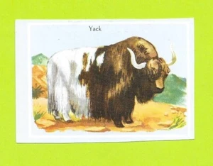 Vignette - Yack - Picture 1 of 1
