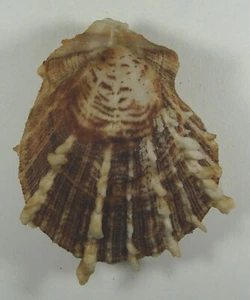 SPONDYLUS SINENSIS 71mm HERMOSO ESPÉCIMEN Cebú, Filipinas - Imagen 1 de 2