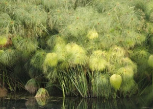 Cyperus Papyrus Cibora Egyptian Papyrus Plant 10 fresh seeds - Bild 1 von 4