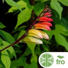 FLOWER - MINA LOBATA  - SPANISH FLAG - 40 SEEDS - FAST UK DISPATCH ✅