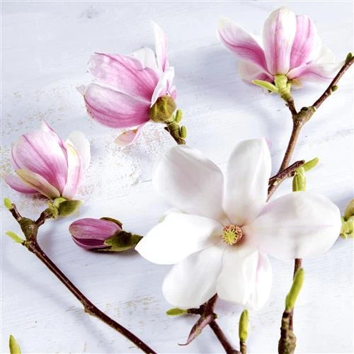 20 Cocktailservietten Magnolia Magnolie Blumen Frühjahr rosa weiß Deko 24x24cm - Bild 1 von 1