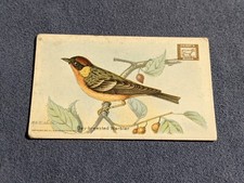 Useful Birds Of America 1922 Dwight's Soda Card No. 9 BAY-BREASTED WARBIER