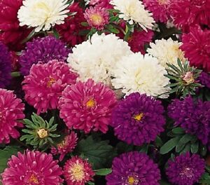 Flower Aster Roundabout mix - 300 seeds