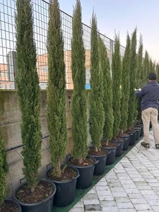 Cipresso toscano Cupressus sempervirens Totem pianta mastello ø45 cm h.200/220cm - Foto 1 di 6