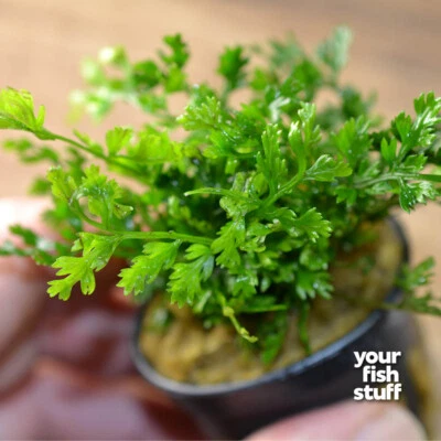 Mini Bolibitis heteroclita difformis 'Baby Leaf'  Live Aquarium Plants POTTED - Image 1 of 4