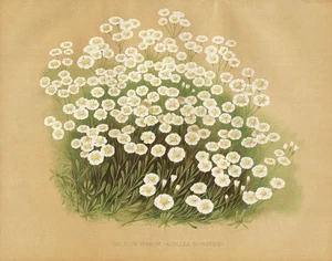 Archillea Rupestris Scharfgarbe Rock Yarrow Flower Botany Robinson Litho - Picture 1 of 1