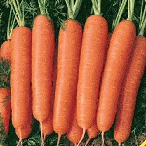 Scarlet Nantes Carrot Seeds | Heirloom / Non-GMO | Free Shipping | 1087 - Image 1 of 1