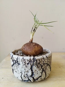 Brachystelma Size 4-5 cm , Murdannia spectabilis , caudex , Rare caudex - Picture 1 of 12
