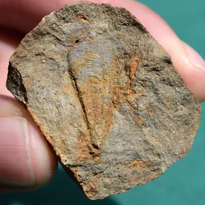 Conulariid Fossil Conularia africana from Devonian of Bolivia - Picture 1 of 12